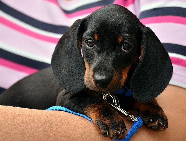 Bien choisir un collier pour votre chien