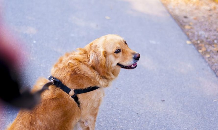 Comment promener son chien ?